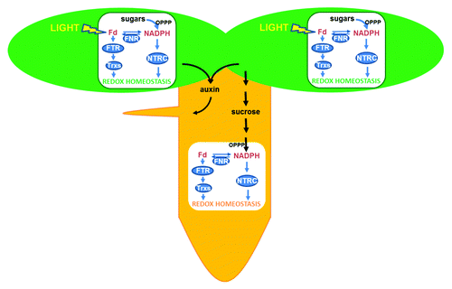 Figure 1. Two pathways operate to maintain redox homeostasis in chloroplasts of photosynthetic tissues, the FTR/Trx pathway, which relies directly on light, and the NTRC pathway, which uses NADPH produced either from sugars by the oxidative pentose phosphate pathway (OPPP), or from Fd/FNR. Both pathways may be complementary because FNR activity allows interchange of reduced Fd and NADPH. In plastids of non-photosynthetic tissues the FTR/Trx and NTRC pathways are also present but the only source of reducing power is NADPH produced by the OPPP. The metablolism of both types of plastids is interconnected by nutrients, such as sucrose, produced by photosynthesis in green tissues. Recent results suggest that chloroplast redox homeostasis might be important for auxin synthesis, serving as signal to harmonize the growth of photosynthetic and non-photosynthetic tissues in Arabidopsis seedlings.