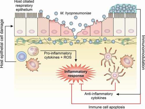 Figure 2. Schematic representation of host immune response modulation mediated by M. hyopneumoniae. M. hyopneumoniae infection elicits an acute inflammatory response in swine lungs, represented by a prominent infiltration and accumulation of immune cells that secrete pro-inflammatory cytokines and release ROS, triggering a microbicidal response. However, this pro-inflammatory microbicidal response causes damage to the host respiratory epithelium. Moreover, M. hyopneumoniae cells can persist in the respiratory tract modulating the host immune response, eliciting the secretion of anti-inflammatory cytokines by dendritic cells and macrophages, and inducing apoptosis on immune cells accumulated in the respiratory tract. The representation of M. hyopneumoniae cells attached to the ciliated respiratory epithelium is described in Figure 1