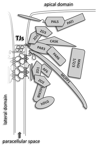 Figure 1. PDZ proteins as molecular base of tight junctional plaques. Two groups of proteins are involved in the establishment and maintenance of TJs: (1) Transmembrane proteins which bridge the intercellular space and create a paracellular seal and (2) peripheral proteins, constituting the cytoplasmic “plaque” of tight junctions interacting directly or indirectly with the transmembrane junctional components. The formation of these complexes largely relies on PDZ-PDZ interactions. Only cytosolic proteins harboring one or more PDZ domains are illustrated.