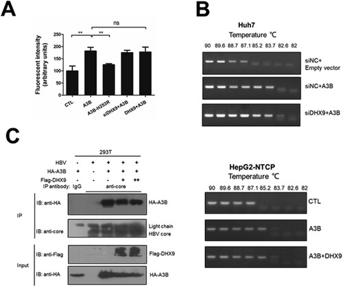 Figure 5. DHX9 does not regulate the in vitro deaminase activity or editing of HBV DNA by A3B. (A) Silencing or overexpression of DHX9 does not stimulate the deaminase activity of A3B. Huh7 cells were transfected with siRNA targeting DHX9 and then cotransfected with HA-A3B alone or together with Flag-DHX9 plasmid as indicated above. The cell lysates were used in a deaminase activity assay in vitro as described in the Materials and Methods. (B) HBV core-associated DNA from Huh7 or HepG2-NTCP cells cotransfected with the indicated plasmids was divided into aliquots: one for qPCR analysis in Figure 3(A) and another for 3D-PCR. (C) DHX9 does not affect the interaction between A3B and HBc. HEK293T cells were cotransfected with the indicated plasmids, and then the lysates were collected and subjected to co-IP assays using anti-HBV core antibody or mouse IgG.