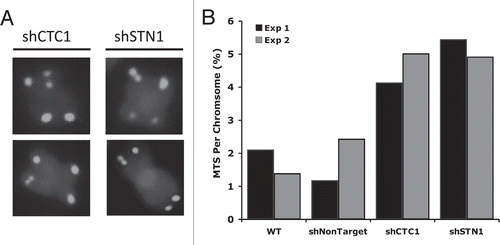 Figure 6 Knockdown of human CST components, CTC1 or STN1, results in multi-telomeric signals (MTS). (A) Examples of MTS in stable shRNA knockdown clones of either CTC1 or STN1. Telomeric PNA-FITC probe (green); DAPI (blue). (B) Quantification of MTS. Black and gray bars represent independent experiments.