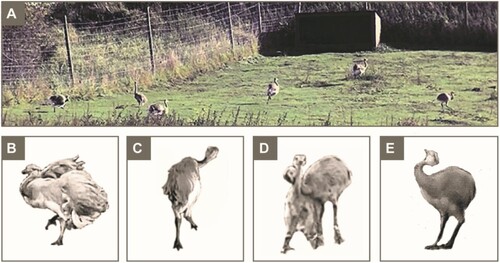 Figure 1. Play behaviors in juvenile greater rheas. (A) A group of juveniles play running. (B) Wing display. (C) Leaping. (D) Wrestling. (E) Neck swinging.