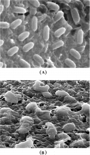 Figure 2 Scanning electron microscope photomicrograph of the untreated (A) and extract-treated (B) cells of Pseudomonas aeruginosa..