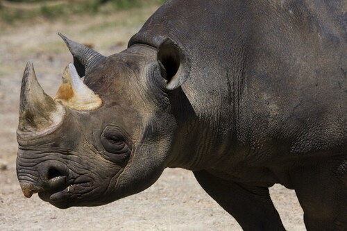Black rhino.