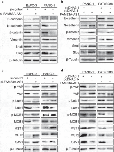 Figure 7. Fam83A-AS1 promotes the EMT in pancreatic cancer cells via the activation of Hippo/YAP pathway.