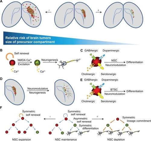 Figure 2 Neural precursor compartments and brain cancer. A) The mature adult brain contains remnant populations of undifferentiated NSCs in the dentate gyrus and subventricular zone (center panel). (i) Agents leading to the expansion of this compartment (eg, EGF, oncogenic viruses) cause cancer-like lesions in the brain. (ii) Factors reducing the size of this compartment may thus reduce the incidence of brain cancer. B) Like mature glutaminergic neurons, NSCs have been shown to express and respond to NMDA excitatory stimuli, resulting in the expression of differentiation programs and the generation of mature functional neurons. C) Neurotransmitter-induced neurogenesis also occurs following dopaminergic, GABAergic, serotonergic and cholinergic stimuli. D) The initiation of neuronal-specific differentiation of neural precursors occurs at clinically relevant dosages of neuromodulators (eg, haloperidol) in mouse models. E) Like their normal NSC counterparts, the promiscuous expression and responsiveness to neurotransmission are also conserved in cancer-derived neural precursor populations. F) NSC compartments in the adult brain are maintained by symmetric and asymmetric cell divisions. (i) a bias towards symmetric divisions (eg, increased EGF signaling) may expand these pools and lead to cancer. (ii) Signals favoring precursor differentiation (eg, bone morphogenic protein, neuromodulators), may lead to the depletion of the self-renewing population and suppression of brain cancer initiation. Copyright © 2009, Elsevier. Reprinted with permission from Diamandis P, Sacher AG, Tyers M, Dirks PB. New drugs for brain tumors? Insights from chemical probing of neural stem cells. Med Hypotheses. 2009;72(6):683–687.