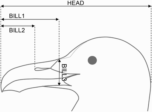 Figure 1. Head and bill-associated measurements recorded in Yellow-legged Gull chicks.