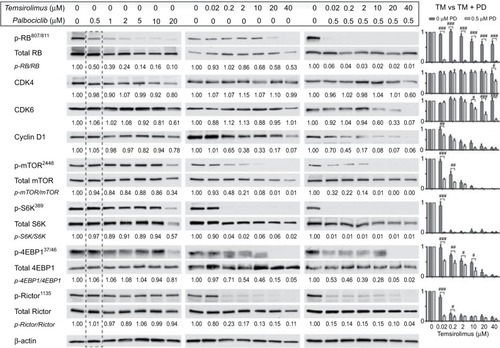 Figure 2 Coadministration of palbociclib with temsirolimus yields beneficial enhancement of CDK4/6 and mTOR inhibition in DIPG cells.Notes: SF7761 cells were treated with a range of doses of palbociclib, temsirolimus or temsirolimus coadministered with 0.5 µM palbociclib for 24 hours prior to total protein extraction. Immunoblot analyses showed palbociclib and temsirolimus effectively inhibited CDK4/6-cycD1-RB and mTOR signaling pathways in DIPG cells, respectively, while each drug also exhibits inherent attributes to disrupt the other’s target protein, leading to an ostensible synergistic outcome when used in combination. Quantitative densitometry values are shown below each blot. Densitometry graphs compare single-agent temsirolimus treatment and temsirolimus given in combination with 0.5 µM palbociclib (right). The dotted line emphasizes 0.5 µM palbociclib single-agent results versus combination effects. β-actin was used as a loading control. Data are the mean ± SEM of triplicate determinations in all cases. #p < 0.05; ##p < 0.01; ###p < 0.001 (compared to respective temsirolimus single-agent treatment).Abbreviations: RB, retinoblastoma protein; CDK, cyclin-dependent kinase; mTOR, mechanistic target of rapamycin protein; S6K, p70 ribosomal protein S6 kinase; 4EBP1, eukaryotic translation initiation factor 4E-binding protein 1; rictor, rapamycin-insensitive companion of mammalian target of rapamycin; p-, phosphorylated form of protein; PD, palbociclib; TM, temsirolimus.