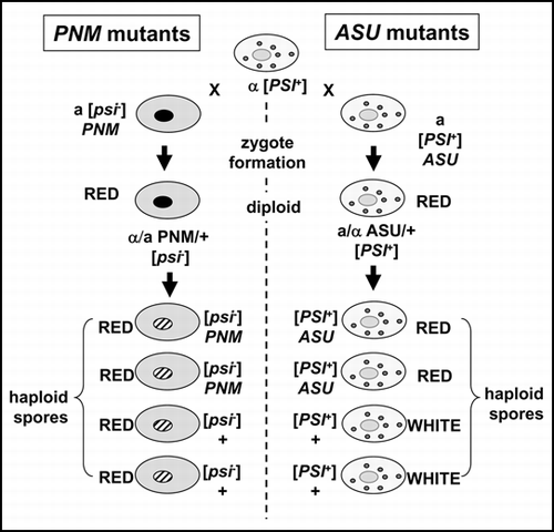 Figure 3 A genetic cross can differentiate between mutations that eliminate the [PSI+] prion (PNM, ‘PSI-No-More’ mutants) and dominant antisuppressor mutants (ASU). The diploid formed between a PNM mutant and a [PSI+] strain loses the ability to replicate the [PSI+] prion because it can no longer efficiently produce the new propagons required. Consequently all of the haploid meiotic spores do not inherit the ability to propagate the [PSI+] state i.e., are [psi-]. In contrast, in a cross between an ASU mutant and a [PSI+] strain, although the phenotype is the same as the PNM/+ diploid, the ASU/+ diploid still has the ability to generate new propagons. The reason the nonsense suppression phenotype is not expressed is because these cells also produce a significant level of soluble and functional Sup35p which ensures that efficient translation termination occurs. Consequently those meiotic spores that inherit the ASU mutation show a red nonsuppressed phenotype whereas those that do not, show the [PSI+] phenotype.