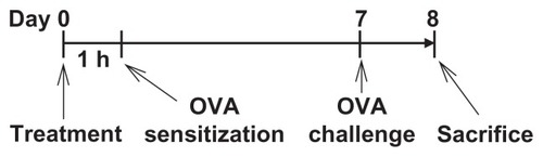 Figure 1 Protocol of iron oxide nanoparticle administration and ovalbumin sensitization and challenge. BALB/c mice were randomly divided into the following groups (five mice per group): (1) nonsensitized (but ovalbumin-challenged) group; (2) untreated ovalbumin-sensitized and challenged group; (3) vehicle-treated (saline 0.2 mL/mouse) plus ovalbumin-sensitized and challenged group; and (4) iron oxide nanoparticle-treated (0.2–10 mg iron/kg, 0.2 mL/mouse) plus ovalbumin-sensitized and challenged group. The dosing regimen for iron oxide nanoparticle administration and antigen sensitization and challenge are described in the materials and methods.Abbreviation: OVA, ovalbumin.