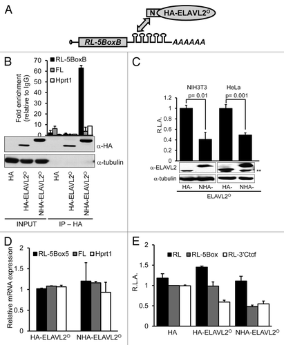 Figure 3. Ectopically-expressed ELAVL2° acts as a translational repressor (A) Tethering assay principle. A Renilla luciferase reporter carrying 5 BoxB binding sites (RL-5BoxB) interacts with the λN-peptide fused to a tested protein. (B) NHA-ELAVL2° specifically interacts with RL-5BoxB. After NIH 3T3 cell transfection with constructs expressing RL-5BoxB, FL, HA tag, and indicated ELAVL2° proteins, lysates were immunoprecipitated with IgG or α-HA antibodies. mRNA was recovered from pellets and selected transcripts were detected by RT-PCR. The data are normalized to the IgG background (mean ± s.e.m., n = 2). Expression levels (INPUT) and immunoprecipitation efficiency (IP, HA) of tagged ELAVL2° proteins were determined by western blot using α-HA antibody. Tubulin served as a loading control. (C) Tethering assay showing 50% reduction of RL-5BoxB signal in presence of NHA-ELAVL2°. HeLa and NIH 3T3 cells were co-transfected with RL-5BoxB, non-targeted firefly luciferase (FL), and HA-tagged ELAVL2° without (HA-ELAVL2°) or with (NHA-ELAVL2°) λN-peptide. The graph represents relative Renilla luciferase activity (R.L.A.) normalized to FL (mean ± s.e.m, n = 4). Expression of tagged ELAVL2° proteins was monitored by western blot (shown below graphs). Tubulin served as a loading control. **Marks non-specific bands in HeLa cell extract. (D) RT-PCR analysis of RL-5BoxB, FL, and Hprt1 mRNAs in cells expressing differently tagged ELAVL2° proteins. Data represent relative mRNA expression normalized to globin mRNA (mean ± s.e.m, n = 2). (F) Luciferase assays in HeLa cells expressing RL, RL-5BoxB or RL-3′Ctcf reporters, non-targeted FL reporter, and HA tag alone, or indicated ELAVL2° proteins. The graph presents relative Renilla activity normalized to FL (R.L.A., mean ± s.e.m, n = 2). The average RL-5BoxB expression in the presence of the HA tag was set to one (n, independent experiment performed in triplicates).