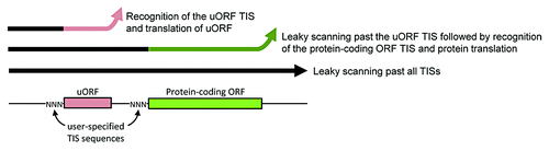 Figure 4. Schematic of protein translation tuning achieved by specifying TIS sequences of upstream and protein-coding ORFs. Because of the possibility of leaky scanning, ribosomes can take three possible paths (thick-lined arrows). By varying the three TIS bases (NNN) preceding the start codon of uORFs or protein-coding ORFs, the distribution of ribosomes over these paths is controlled. In doing so, one controls the flux of ribosomes that both reach and translate the protein of interest. Additional control can also be achieved by using multiple uORFs in series and non-AUG start codons (not shown).