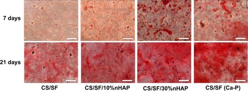 Figure 7 Alizarin red staining of hMSCs cultured on CS/SF, CS/SF/10%nHAP, CS/SF/30%nHAP, and CS/SF (Ca-P) NMS.Note: Bar =200 μm.Abbreviations: hMSCs, human bone marrow mesenchymal stem cells; CS, chitosan; SF, silk fibroin; nHAP, nanohydroxyapatite; NMS, nanofibrous membrane scaffold.