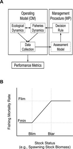 Figure 1. General structure for the Management Strategy Evaluation (MSE) modeling process (A; image adapted from Punt et al. Citation2016a). An operating model (OM) simulates the ecological and fisheries dynamics. Data pertaining to the managed resource is collected (monitoring data) and passed to the management procedure (MP). This data could be sent to an assessment model (dashed box) to determine the stock status to provide to the decision rule, or directly to the decision rule. The decision rule determines the management regulation to impose on the fisheries dynamics within the OM. This feed-back process continues until it is turned off or the simulation ends. Example of a decision rule (B). The broken-stick harvest control rule, shown here, is a commonly used decision rule defined by the reference points: biomass limit (Blim), biomass target (Btar), minimum fishing mortality rate (Fmin), and limit fishing mortality rate (Flim).