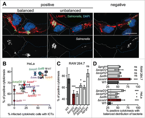 Figure 4. Distribution of Salmonella in cytokinetic cells. (A) Salmonella are diversely distributed in daughter cells during cytokinesis. HeLa cells were infected with CFP-expressing Salmonella for 14h, fixed, immunostained for LAMP1 and imaged for CFP (green), LAMP1 (red), and DAPI (blue) using confocal microscopy. Grayscale images showing single labeling for bacteria (CFP) are shown. Cytokinetic cells with different distribution of bacteria in daughters are presented. In the right images, bacteria are found in only one of the daughter cells. Cytokinesis was categorized as "negative." The left images present cytokinetic figures with bacteria in both daughters (categorized as "positive"). If one of the daughter cells contained up to 2/3 of total bacteria, the cytokinesis was categorized as "balanced." If one of the daughter cells contained more than 2/3 of total bacteria, the cytokinesis was categorized as "unbalanced." Bar, 20 µm (B - D) Influence of T3SS-2 effectors on the distribution of Salmonella in daughter cells. Cells were infected with GFP- and PipB2-2HA-expressing bacteria, fixed 14 h p.i. and stained for HA, AIM-1 and nuclei. (B) HeLa cells. For each strain, "positive" cytokinesis cells were plotted as a function of cells with ICTs. One-way ANOVA with Dunnett's post-test was used to compare the mean of positive cytokinesis of mutant strains with those of wild-type Salmonella. (C) RAW 264.7 cells. The fractions of "positive" cytokinesis in RAW 264.7 cells were determined for wild-type Salmonella and a selection of strains. (D) The fractions of cytokinetic HeLa and RAW 264.7 cells with a balanced distribution of bacteria were determined. (B - D) Data (mean ± SD) are from 3 to 6 independent experiments. (C - D) Unpaired t-tests were used to compare the mean of a strain with the mean of wild-type Salmonella or to compare the means of 2 strains. P values: ns, not significant; *, P<0.05; **, P<0.01; ***, P<0.001.