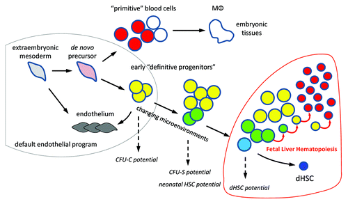 Figure 1. Epigenetic progenitor selection. Extraembryonic mesoderm cells progressively acquire the epigenetic makeup of hematopoietic progenitors. Few of these progenitors are selected as dHSCs. The process is manifested by acquisition of hematopoietic potential in standard assays. MФ, tissue macrophages; CFU-C, colony-forming unit in culture; CFU-S, colony-forming unit spleen.