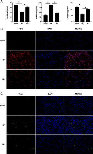 Figure 3 The KOR agonist lowered ROS expression and mitigated oxidative stress injury in NP rats. (A) Oxidative stress factors (SOD, MDA and GSH-Px) detected by ELISA; (B) The expression of ROS in rats’ dorsal root ganglia detected by IF (scale bar = 20µm); (C) The apoptosis rate detected by TUNEL staining (scale bar = 20µm); *p < 0.05.