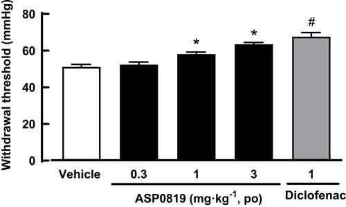 Figure 5 Effect of ASP0819 on withdrawal threshold in a rat AIA model. Arthritis was induced by administering complete Freund’s adjuvant into the footpad of the right hind paw of rats. The withdrawal threshold (mmHg) was measured using the Randall-Selitto method 4 h after administration of vehicle, ASP0819 (0.3, 1, and 3 mg·kg-1), or the positive control drug (diclofenac: 1 mg·kg-1). Data are expressed as the mean ± SEM in each group (n = 8). #P<0.05, statistically significant compared to the vehicle-treated group (Student’s t-test). *P<0.05, statistically significant compared to the vehicle-treated group (Dunnett’s multiple comparisons test).