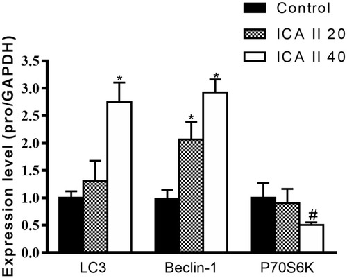 Figure 9 The impact of ICAII on the expression of autophagy-associated genes in DU145 cells. Beclin-1, P70S6K, and LC3 gene expression in DU145 cells was quantified. *P <0.01, vs control; #P <0.05, vs control.