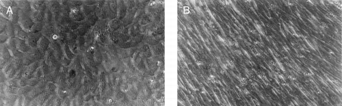 Figure 4. Phase contrast micrographs of primary cultured human fetal dermal fibroblasts, cells reached confluence in the (A) second day and (B) fifth day (×250).