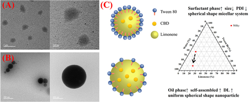Figure 2 Morphology of different nano emulsion transdermal nanoparticle by TEM. (A) CTD-41. (B) CTD-12. (C) Schematic of the structural difference between CTD-41 and CTD-12. Arrows indicate the direction of change in formulation ratio.