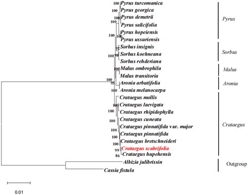 Figure 3. The best maximum-likelihood (ML) phylogenetic tree reconstructed by RAxML ver. 8.0.0 based on complete chloroplast genome sequences from 22 species of Rosaceae, including 9 Crataegus species, Albizia julibrissin, and Cassia fistula as outgroup. The numbers on branches are bootstrap support values from 1,000 replicates. The following sequences were used: Pyrus turcomanica NC 061559.1 (Yang et al. Citation2020); Pyrus georgica NC_061558.1 (Wang et al. Citation2016); Pyrus demetrii NC 061933.1 (Hong et al. Citation2021); Pyrus salicifolia NC 061935.1 (Katayama and Uematsu Citation2005); Pyrus hopeiensis MF521826.1 (Li et al. Citation2021); Pyrus ussuriensis NC 041461.1 (Boby et al. Citation2021); Sorbus insignis NC 051947.1 (Tan et al. Citation2020); Sorbus koehneana NC 063569.1(Li et al. Citation2021); Sorbus rehderiana OK012001.1(Ma et al. Citation2007); Malus ombrophila MW115598.1 (Lu et al. Citation2022); Malus transitoria MK098838.1 (Lu et al. Citation2022); Aronia arbutifolia NC 045391.1 (Taheri et al. Citation2013); Aronia melanocarpa MT527725.1 (Jurikova et al. Citation2017); Crataegus mollis NC 062346.1(Cha et al. Citation2018); Crataegus laevigata NC 062347.1 (Nguyen et al. Citation2021); Crataegus rhipidophylla NC 062345.1 (Żurek et al. Citation2021); Crataegus cuneata NC 058896.1 (Cui et al. Citation2022); Crataegus pinnatifida var. major MW653326.1 (Pang et al. Citation2021); Crataegus pinnatifida MW653325.1 (Guo et al. Citation2021); Crataegus bretschneideri MW963339.1(Zheng et al. Citation2021); Crataegus hupehensis NC 054155.1 (Hu et al. Citation2021); Albizia julibrissin NC 058305.1 (Zhang et al. Citation2021); Cassia fistula ON099431.1 (Sharma et al. Citation2021).