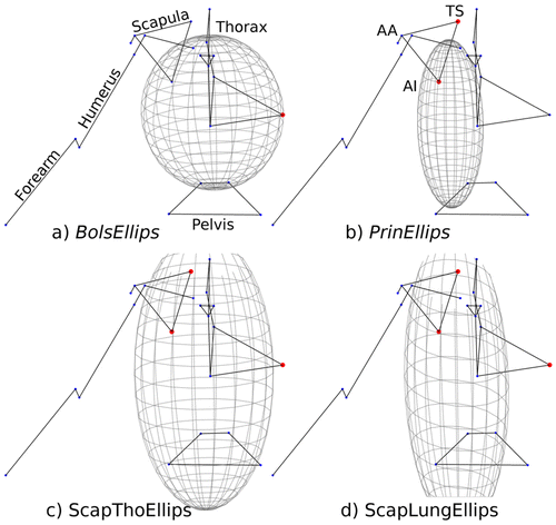 Figure 2. Illustration of the four kinematic chains integrating ellipsoids: (a) BolsEllips. (b) PrinEllips. (c) ScapThoEllips. (d) ScapLungEllips. The same scale was used for each ellipsoid. AA. AI and TS stand for Angulus Acromialis. Angulus Inferior and Trigonum Spinae.