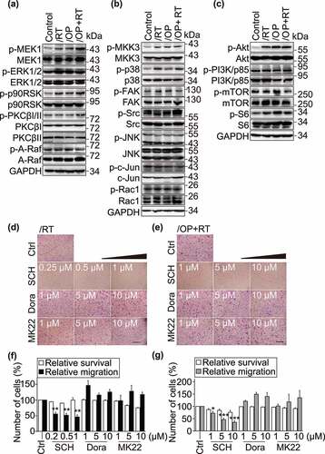 Figure 5. Inhibition of ERK1/2 reduces the migration of Capan-1/RT and Capan-1/OP+RT cells. a-c, The expression of ERK1/2, p38, JNK, and Akt pathway components was examined by Western blotting. Cells were cultured in Iscove’s modified Dulbecco’s medium (IMDM) without fetal bovine serum (FBS) for 24 h, and then migration-related protein levels were detected by Western blotting. These pathways included the PI3K-PKC-A-Raf-MEK1-ERK1/2 (a), JNK/p38 (b), and Akt-mTOR (c) pathways. d-g, Representative images (d and e) and quantitative data (f and g) from migration assays. Transwell migration (for 24 h) and SRB assays were performed for Capan-1/RT and Capan-1/OP+RT after treatment with the indicated agents for 24 h. ERK1/2 inhibitor: SCH900776 (SCH); p38 inhibitor: doramapimod (Dora); and Akt inhibitor: MK-2206 2HCl (MK22). All data were analyzed from three independent experiments and are presented as the mean ± SD. * p < .05, ** p < .01, *** p < .001.