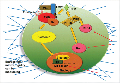 Figure 2. Illustration of the interactions of extracellular microenvironment (matrix rigidity, geometry etc.) with Wnt/β-catenin signaling through biophysical regulation. Rigid matrix increases the RhoA and Rac which activate phosphatidylinositol 4-phosphate 5-kinase (PIP5K) and phosphatidylinositol 4-kinase (PI4K). These kinases synthesize the phosphoinositide lipid (PIP2) which enhances Wnt signaling. Rigidity also results in elevated membrane type 1 matrix metalloproteinase (MT1-MMP) expression, a transcriptional target of β-catenin/T-cell factor (TCF), and thereby promotes Wnt signaling. Dvl: Dishevelled.