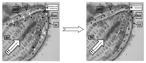 Figure 2 Proposed model of MAN enzyme traffic in the germinating seed. MAN proteins with their signal peptides (SP; ●) are secreted ■ to the apoplastic space where they become active after proteolysis of the SP (*). Root, Rt; micropylar endosperm, ME; and seed coat SC.