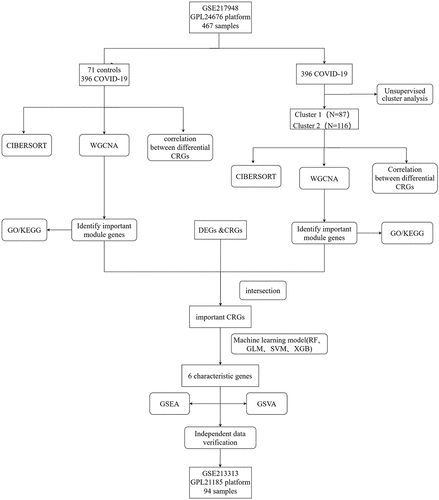 Figure 1. Flowchart outlining the study design for predicting the immune microenvironment characteristics of COVID-19 using a copper death-related risk score.