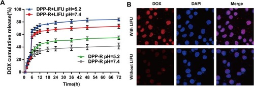 Figure 3 (A) Drug cumulative release of DPP-R in PBS (pH=5.2/7.4) at 37°C with or without LIFU irradiation at 6 h. (B) CLSM images of facilitated DOX release triggered by LIFU. The red fluorescence represented released DOX; the blue fluorescence marked cell nucleus (×400). (The data were shown as mean±SD, n=3).