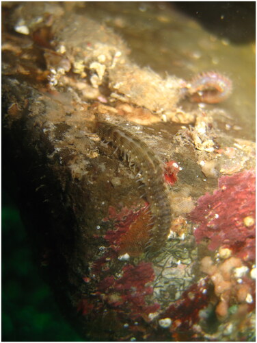 Figure 1. Underwater image of the Hyperhalosydna striata. The photo was taken by TP, a corresponding author of this paper.
