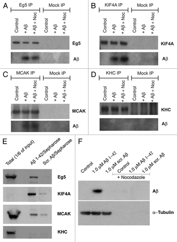 Figure 5 Aβ associates with mitotic motors and polymerized MTs. Western blot analysis of the levels of Aβ 1–42 and Eg5 (A), KIF4A (B), MCAK (C) and KHC (D) immunoprecipitated from Xenopus egg extracts supplemented with Aβ 1–42 and nocodazole, a MT destabilizing agent, by antibodies to the respective motor proteins. (E) Western blot analysis of the levels of Eg5, KIF4A, MCAK and KHC affinity-purified from Xenopus egg extracts by the means of Aβ 1–42 or scrambled Aβ conjugated Sepharose beads. (F) Western blot analysis of the levels of polymerized α-Tubulin and MT-associated Aβ 1–42 purified from Xenopus egg extracts supplemented with Aβ 1–42 or scrambled Aβ in the presence and absence of nocodazole.