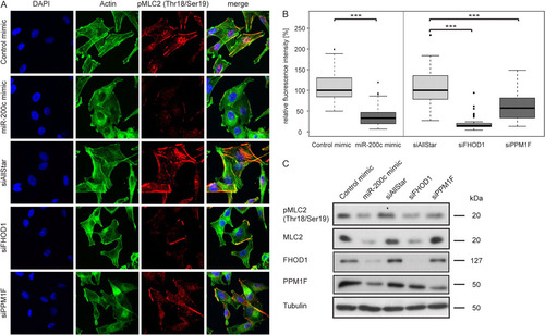 Fig 10 Overexpression of miR-200c or silencing of its target genes reduces MLC2 phosphorylation. (A) MDA-MB-231 cells were transfected with microRNA mimics and siRNAs for 24 h and starved for an additional 24 h. Stress fibers were induced by treatment with TGF-β for 5 h, and cells were stained for actin with Alexa Fluor 488-phalloidin (green), for pThr18/pSer19-MLC2 (pMLC2; red), and for the nucleus with DAPI (blue). (B) Quantification of pMLC2 staining. Immunofluorescence images of MDA-MB-231 cells transfected with microRNA mimics and siRNAs were acquired as described for panel A. Mean fluorescence intensities of approximately 40 cells per condition were quantified using the ImageJ software program. For representation in box plots, data were normalized to the median of control mimic or siAllStar, respectively. (C) MDA-MB-231 cells were transfected, starved and stimulated as for panel A, and protein was isolated. pThr18/pSer19-MLC2 (pMLC2), total MLC2 (MLC2), FHOD1, and PPM1F were detected by Western blotting. Tubulin was used as a loading control.