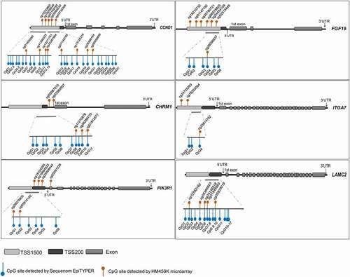 Figure 1. Locations of CpG sites detected by HM450K and Sequenom EpiTYPER.