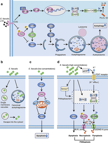 Figure 1. Schematic diagram of E. faecalis-modulated regulated cell death and inflammatory response in macrophages. a: The virulence factor, E. faecalis lipoteichoic acid, contributes to pro-inflammatory responses via modulating NLRP3 inflammasome activation by the NF-κB pathway. E. faecalis lipoteichoic acids also promotes autophagy in macrophages, weakening the killing effect of macrophages. b: Most engulfed E. faecalis bacteria are enclosed by single membrane vesicles without being transported into classic double-membraned autophagosomes in macrophages, although the molecular mechanisms remain unclear. c: E. faecalis inhibits macrophage apoptosis at low bacterial concentrations, thus prolonging bacteria survival. d: High concentrations of E. faecalis may induce macrophage PANoptosis and promote inflammation. However, the specific sensor that induces the assembly of the PANoptosome and the complete components that interact to form the PANoptosome are unknown.