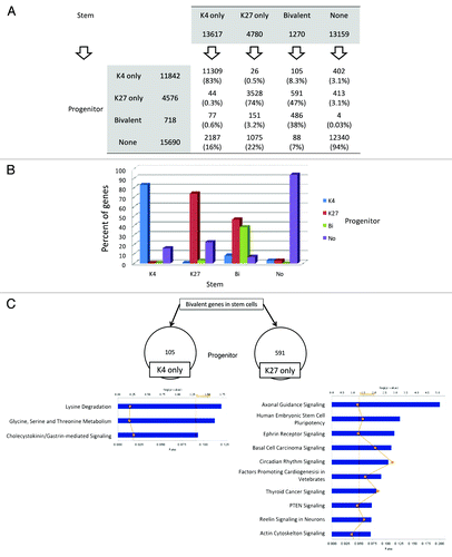 Figure 5. Histone switches in AML stem vs. progenitor cells. (A) Number of genes in each histone category in stem and progenitor AML cells. Arrows point to the histone status in progenitor cells by baseline histone status in stem cells. Thus, of 13617 K4 only promoters in stem cells, 83% remain K4 only in progenitor cells and 17% switch to other histone status. (B) Graphical representation of data shown in (A). (C) Pathway analysis for the genes that are bivalent in stem cells and switch to K4 only or K27 only in progenitor cells.