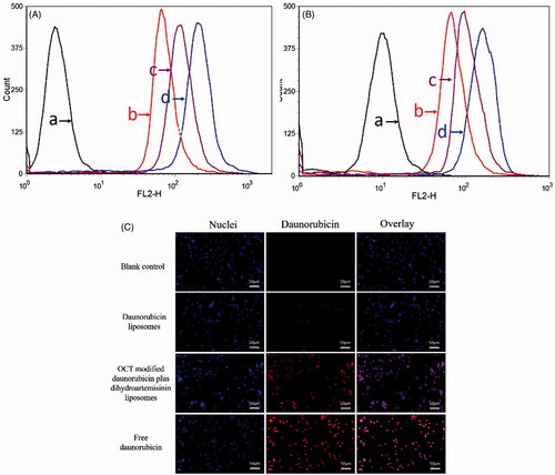 Figure 4. Cellular uptake and targeting effects after incubation with varying formulations. (A) Cellular uptake of MCF-7 cells, (B) cellular uptake of MDA-MB-435S cells, (C) fluorescence microscopy images of MDA-MB-435S cells incubated with varying formulations. (a) Blank control; (b) daunorubicin liposomes; (c) OCT-modified daunorubicin plus dihydroartemisinin liposomes; (d) free daunorubicin.