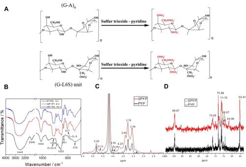 Figure 1 Schematic diagram of sulfation reaction and chemical properties characterization of PYPs before and after sulfation. (A) Schematic diagram of sulfation reaction; (B) FT-IR spectra; (C) 1H NMR spectra; (D) 13C NMR spectra.