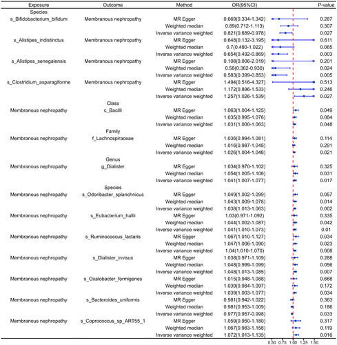 Figure 2. Discovery cohort MR analysis of the main results. The exposure factor in the forward analysis was gut microbiota and in the reverse analysis was primary membranous nephropathy. OR: odds ratio; CI: confidence interval.