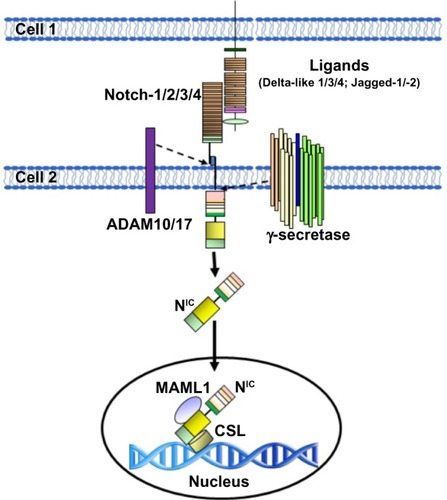 Figure 2 Schematic representation of the activation of Notch in mammal cells.