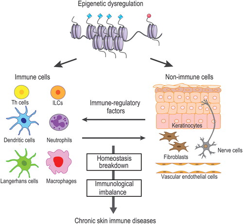 Figure 1. Epigenetic regulation of skin immunity. Epigenetic dysregulation of either or both immune and non-immune cells affects the homeostatic balance between these cells via immune-regulatory factors. Disruption of homeostasis induces a skewed immune response. Establishment of epigenetic milieu leads to disease development of chronic cutaneous immune diseases.