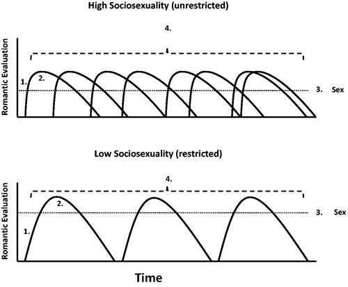 Figure 11. The sociosexuality trajectory model. Note. Top and bottom timelines depict the four major differences between high (unrestricted) and low (restricted) sociosexuality individuals. 1. Ascent is faster in high than low sociosexuality; 2. Peak is lower in high than low sociosexuality; 3. Threshold for sex is lower in high than low sociosexuality; 4. Density is greater in high than low sociosexuality.