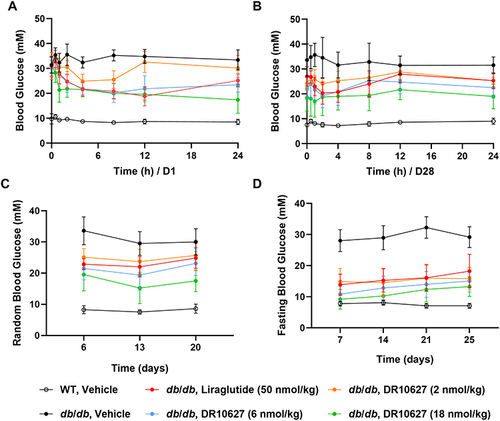 Figure 5 Effects of repeated-dose treatment with DR10627 and liraglutide on glucose tolerance in db/db mice. Male db/db mice were treated with either a daily s.c. administration the respective doses of vehicle, liraglutide (50 nmol/kg) or DR10627 (2 nmol/kg, 6 nmol/kg, 18 nmol/kg) for 4 weeks. Blood glucose was measured before administration to 24 h after administration on D1 (A) and D28 (B), random blood glucose was measured on D6, D13 and D20 (C). Fasting blood glucose was measured on D7, D14, D20 and D25 (D). The values represent the mean ± SD. n = 10 mice/group.