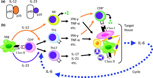 Figure 4 (a) IL-12 and IL-23 share p40, which is encoded by IL12B, a candidate susceptibility gene in two genome-wide association studies of TAK [Citation31,Citation32]. (b) Roles of Th1 and Th17 in TAK and GCA. IL-6 and Th17 form a vicious cycle.