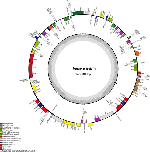 Figure 2. Chloroplast complete genome map of Isoetes orientalis (Isoetaceae).