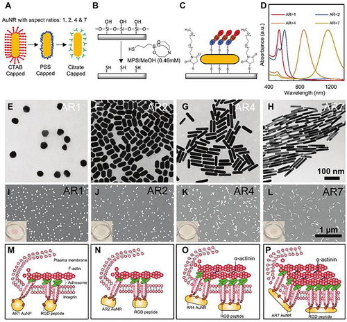 Figure 33 Schematic summary and characterization of the array of RGD-bearing gold nanorods (AuNRs) modified glass with various aspect ratios (ARs, 1, 2, 4, and 7) for enhanced cell adhesion and osteogenic differentiation in stem cells. (A–C) Schematic illustration of fabrication of immobilized RGD-conjugated AuNRs substrate blocked by nonfouling poly(ethylene) glycol. (D) UV–vis absorbance of AuNRs with different aspect ratios. (E–H) TEM images of AuNRs with different aspect ratios. (I–L) SEM images of AuNRs with different aspect ratios. (M–P) Schematic illustration postulation of how AuNRs with various ARs regulate cell adhesion structures, the differential recruitment and spatial organization of different integer.