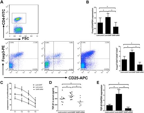 Figure 1 The overexpression of GARP up-regulated the proportion of CD4+Foxp3+ Tregs in splenic lymphocytes and enhanced immunosuppressive function of Tregs in vivo. (A) Representative FSC/SSC dot plot showed the gated CD4+ T cells and the frequencies of CD4+CD25+Foxp3+ T cells in splenic lymphocytes from each group. (B) Comparison of the mRNA levels of Foxp3 in each group. (C) The suppressive properties of GARP+CD4+CD25+ Tregs from each group were analyzed at different ratios in each group. (D) The TGF-β concentrations were compared among the three groups. (E) Comparison of the mRNA levels of TGF-β in each group. *P <0.05.