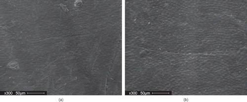 Figure 4 (a) SEM of outer surface of seed coat (AC Ole-control); and (b) SEM of outer surface of seed coat (AC Ole: 16% 3cycle treatment (60°C) processing treatment.